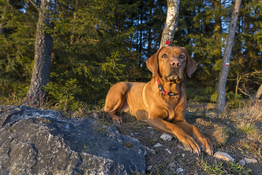 Urlaub mit Hund